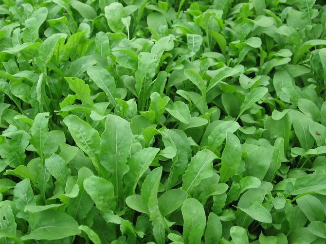 Sebagai ahli keluarga salib, rucola pedas tergolong dalam sayur-sayuran dengan kandungan yodium, nutrien dan vitamin yang tinggi.