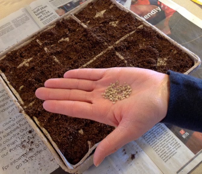 Såning av tomatfrön för plantor