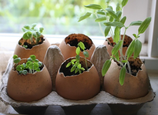 En behållares roll för odling av plantor och plantering av frön kan spelas av olika hushållsavfall, som vid första anblicken är absolut värdelösa.