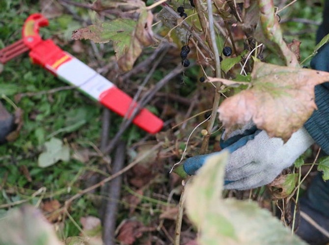 Peremajaan currant dalam beberapa peringkat