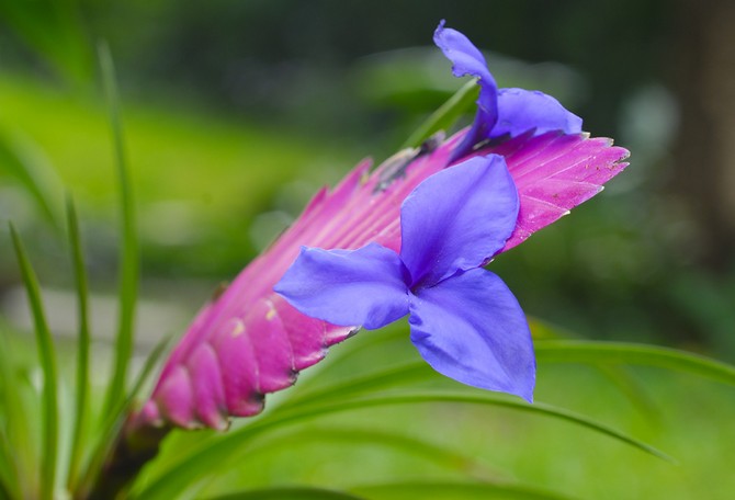 Penjagaan Tillandsia dalam tempoh berbunga