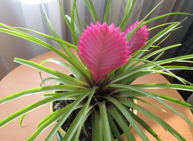 Tillandsia vård hemma