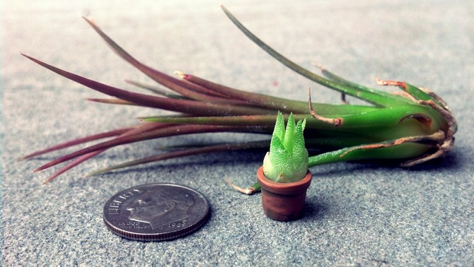 Hemma kan du få en ny ung tillandsia-växt från barn eller frön.