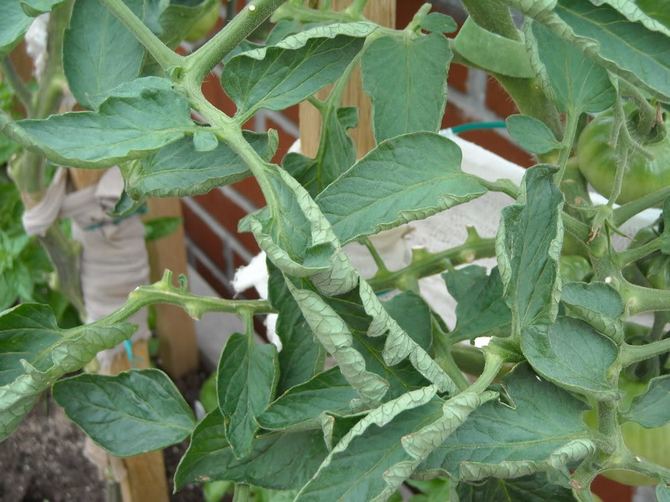 Tomatblad är krullade: vad ska man göra?