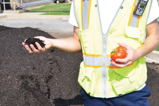 Musim sejuk menyemai tomato di kompos