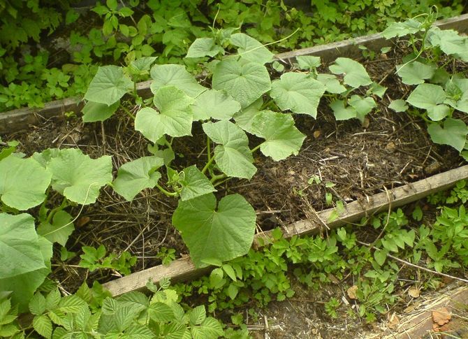 Menanam timun di kebun, penjagaan dan penanaman