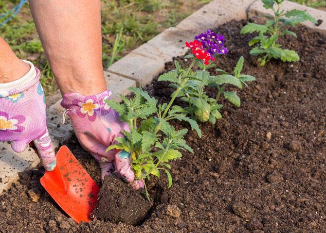 Välja en plats och plantera verbena