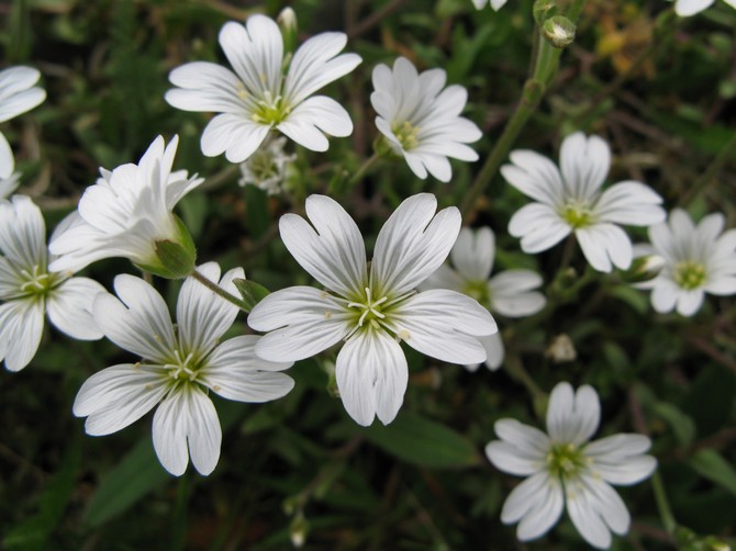 Växten har cirka tvåhundra arter, som inkluderar både en- och perenner.