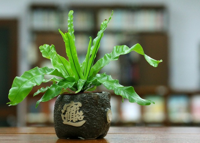 Asplenium atau Kostenets - penjagaan di rumah. Penanaman, pemindahan dan pembiakan asplenium. Penerangan, foto