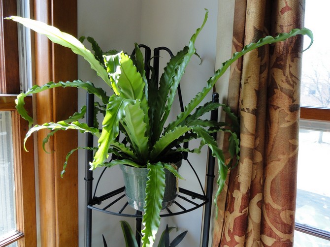 Penjagaan asplenium di rumah