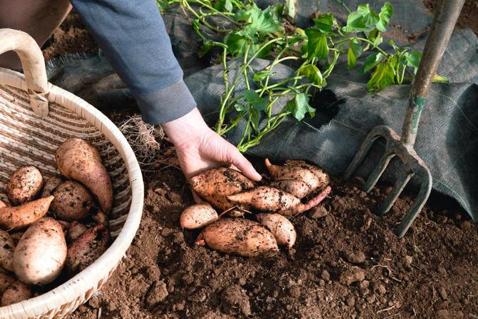 Odling av sötpotatis i mittfältet: spirande knölar