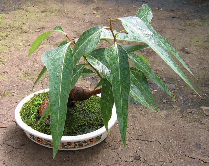 Banyaknya penyiraman bergantung pada musim: pada musim panas pokok disiram dengan kerap, dan pada musim sejuk hampir tidak disiram.