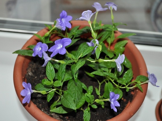 För att plantera brovalt kan du använda vanlig kommersiell jord för blommande inomhusplanter.