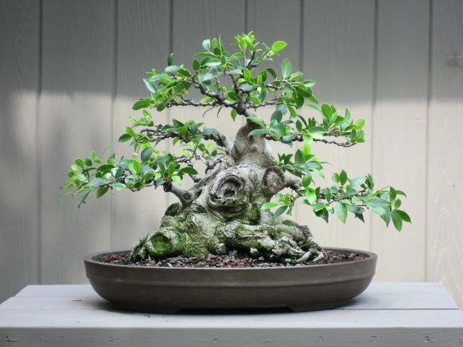 Ficus microcarp - hemvård. Odling, transplantation och reproduktion av ficus bonsai