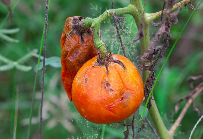 Kämpa mot sen tomatsmör: folkmetoder och lösningar