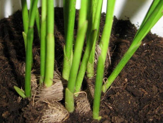 Chrysalidocarpus bör befruktas under hela året.