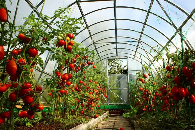 Obestämda tomatvarianter