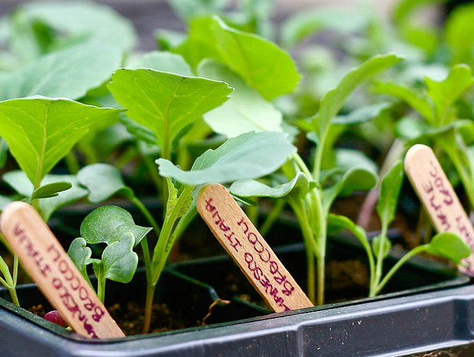 Växande blomkålplantor