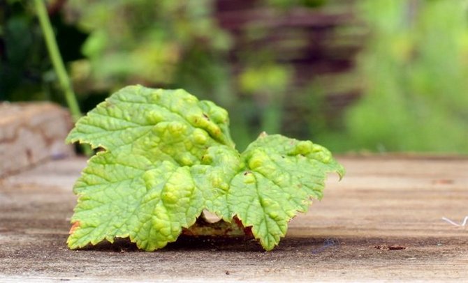 Perosak gooseberry yang paling biasa dan kaedah menanganinya