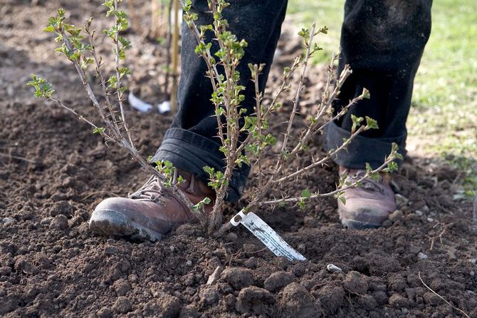 Förberedelse av grop och plantering av krusbär