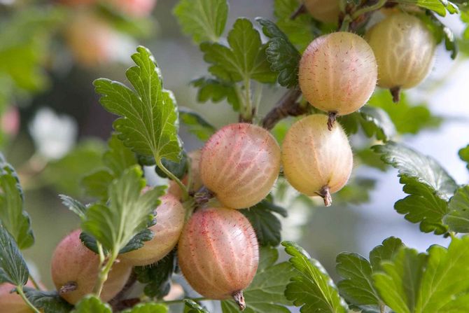 Menanam gooseberry tanpa bahan kimia: menanam, menyiram, memberi makan