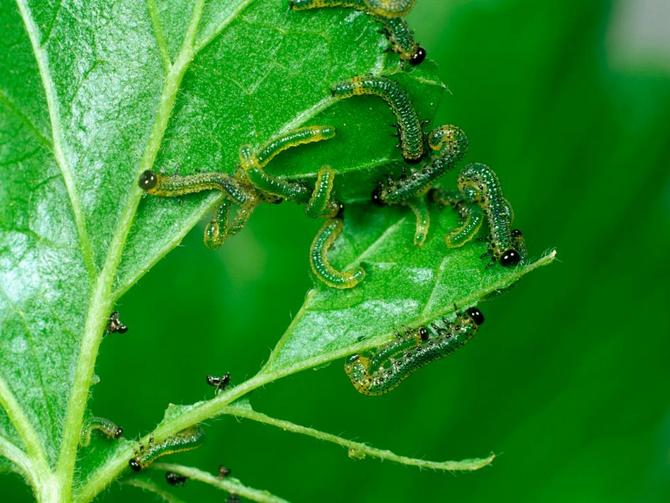 Perosak Gooseberry: kawalan dan pencegahan