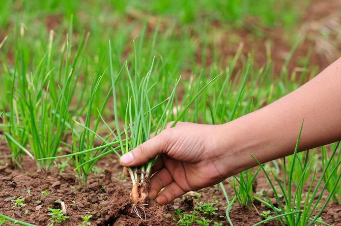 Top dressing av lök: mineral- och organiska gödselmedel för lök