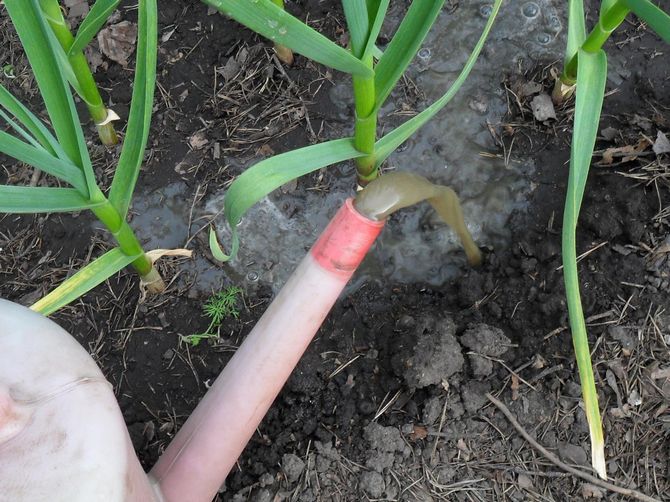 Top dressing av lök med blandat gödselmedel