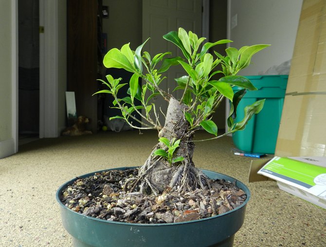 Carp ficus microcarp di rumah