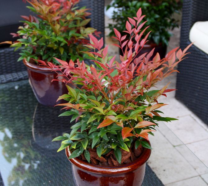 Menjaga nandina di rumah