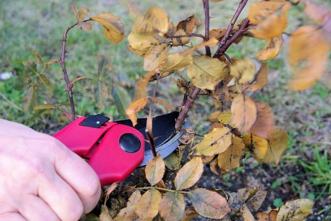 Förbereder blommor för vintern