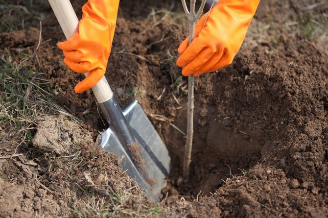 Plantering av en ung äppleplanta