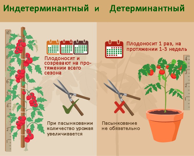 Perbezaan dalam merawat tomato yang ditentukan dan tidak tentu