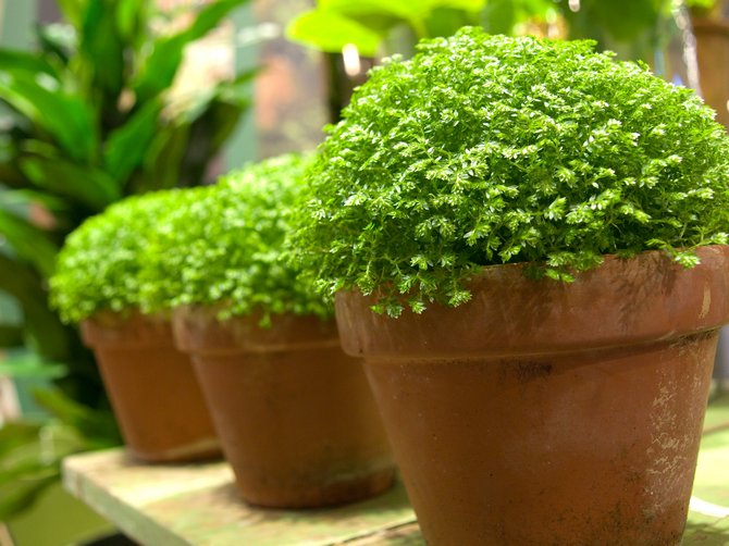 Selaginella - penjagaan di rumah. Penanaman, pemindahan dan pembiakan selaginella. Penerangan, jenis, gambar