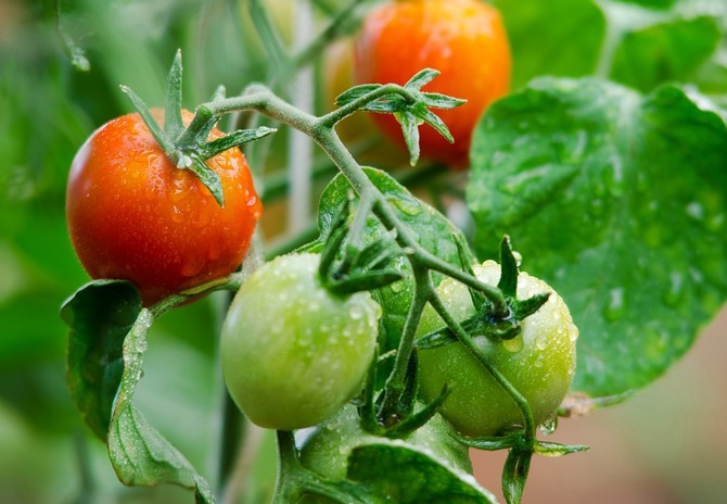 Avgörande och obestämda tomatvarianter