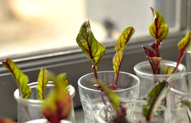 Tvingar grönsaker av rödbetor och chard