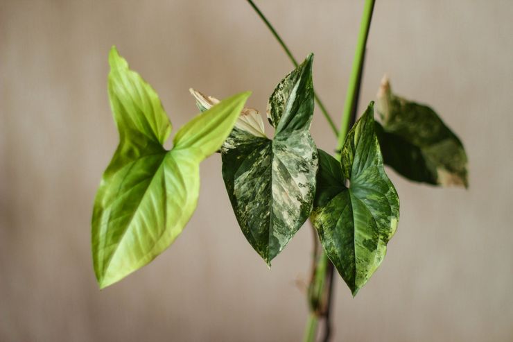 Beskärning av syngonium