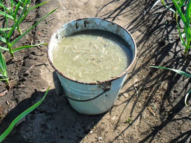 Penyerapan herba dengan mikroorganisma yang berkesan