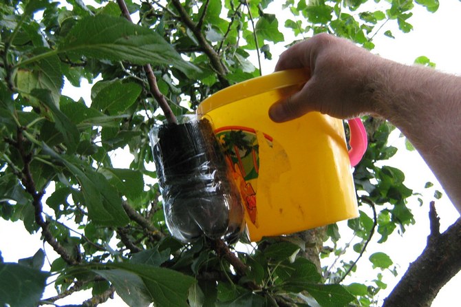 Untuk rooting, lapisan memerlukan bekas dengan tanah. Anda boleh menggunakan sebotol plastik 1.5 liter biasa