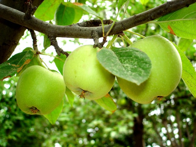 Lapisan udara: pembiakan pokok epal tanpa cantuman