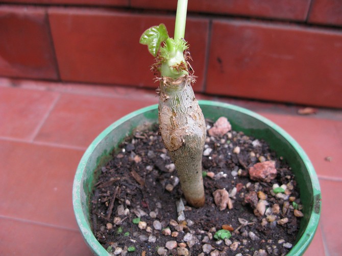 Det är inte nödvändigt att mata jatropha på vintern, men på våren och sommaren befruktar de varje månad