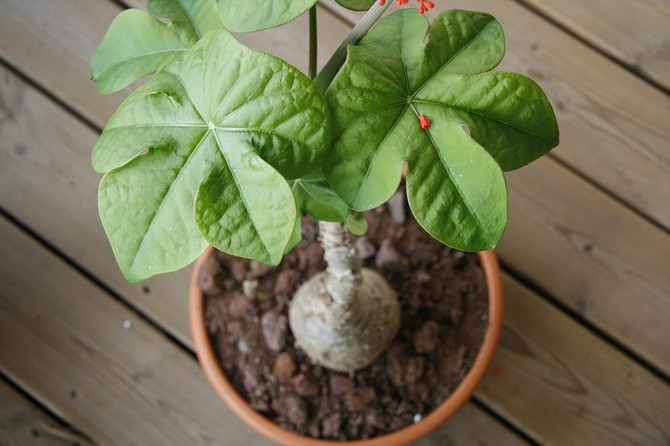 Jatropha vård hemma