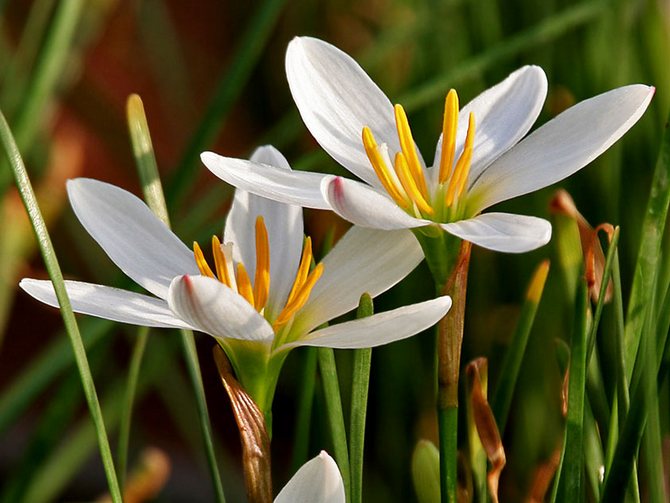 Zephyranthes - hemvård. Odling av zephyranthes, transplantation och reproduktion. Beskrivning, typer, foton