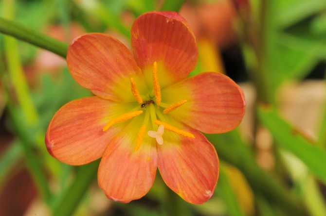 Typer av zephyranthes med röda blommor