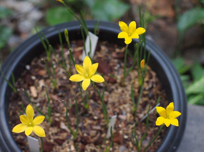 Tanah yang longgar, berkhasiat dan neutral sangat sesuai untuk zephyranthes.