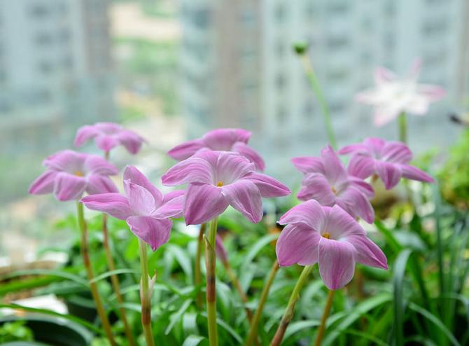 Hemvård för zephyranthes