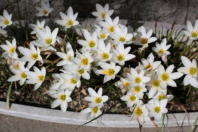 Jenis zephyranthes yang popular