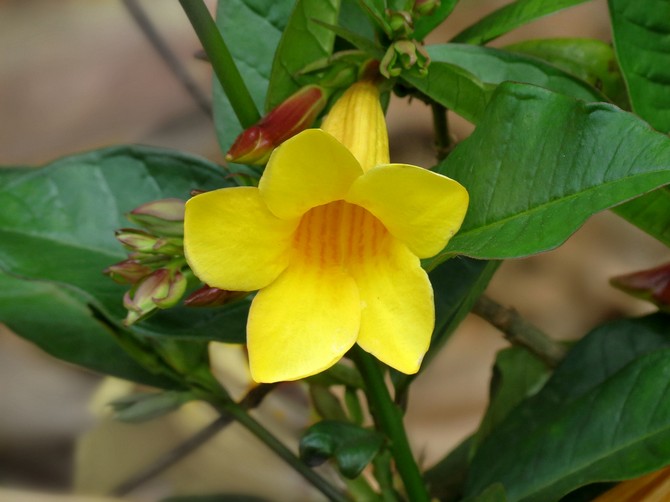 Allamanda - penjagaan rumah. Penanaman, pemindahan dan pembiakan Allamand.Penerangan, jenis. Gambar