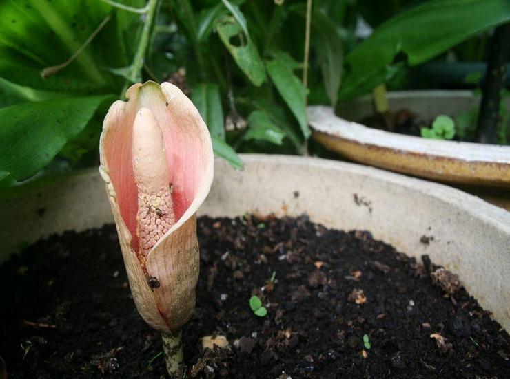 Amorphophallus bulbiferous