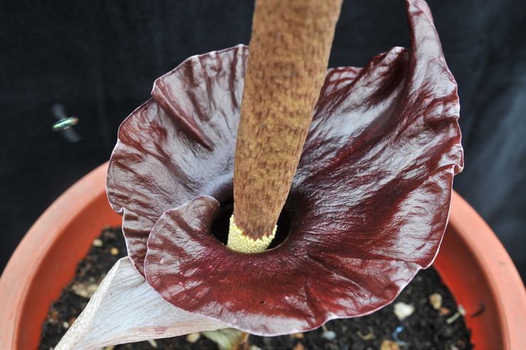 Amorphophallus cognac